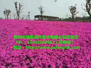 青州花卉苗木 三葉委陵菜營(yíng)養(yǎng)杯苗，廠家直供助力園林綠化工程