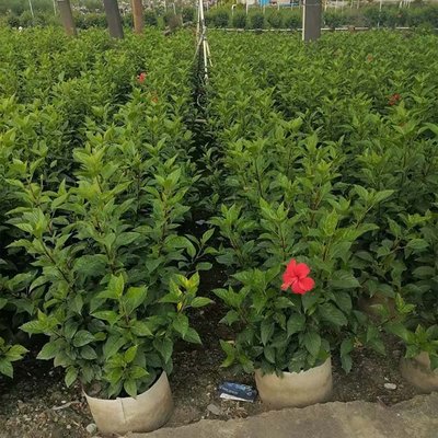 紅花扶桑盆栽 園林綠化的絢麗選擇與批發(fā)指南