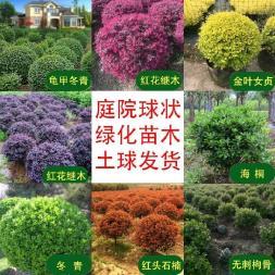 打造綠色生態(tài)空間 從室內(nèi)花卉租賃到園林綠化工程的全方位服務