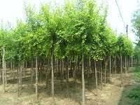 綠林園藝 構(gòu)筑河北工程生態(tài)之美，專業(yè)提供花灌木與綠化工程服務