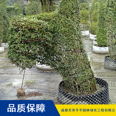 金葉女貞 園林綠化的優(yōu)選灌木，芳草芊芊提供高成活率樹苗批發(fā)